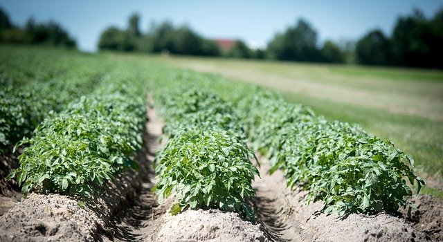 Foto: Wolfgang Ehrecke / Pixabay